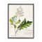 Stupell Industries Vintage Botanical Plant Illustration Framed Wall Art